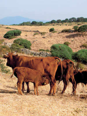 Red Ox of Montiferru